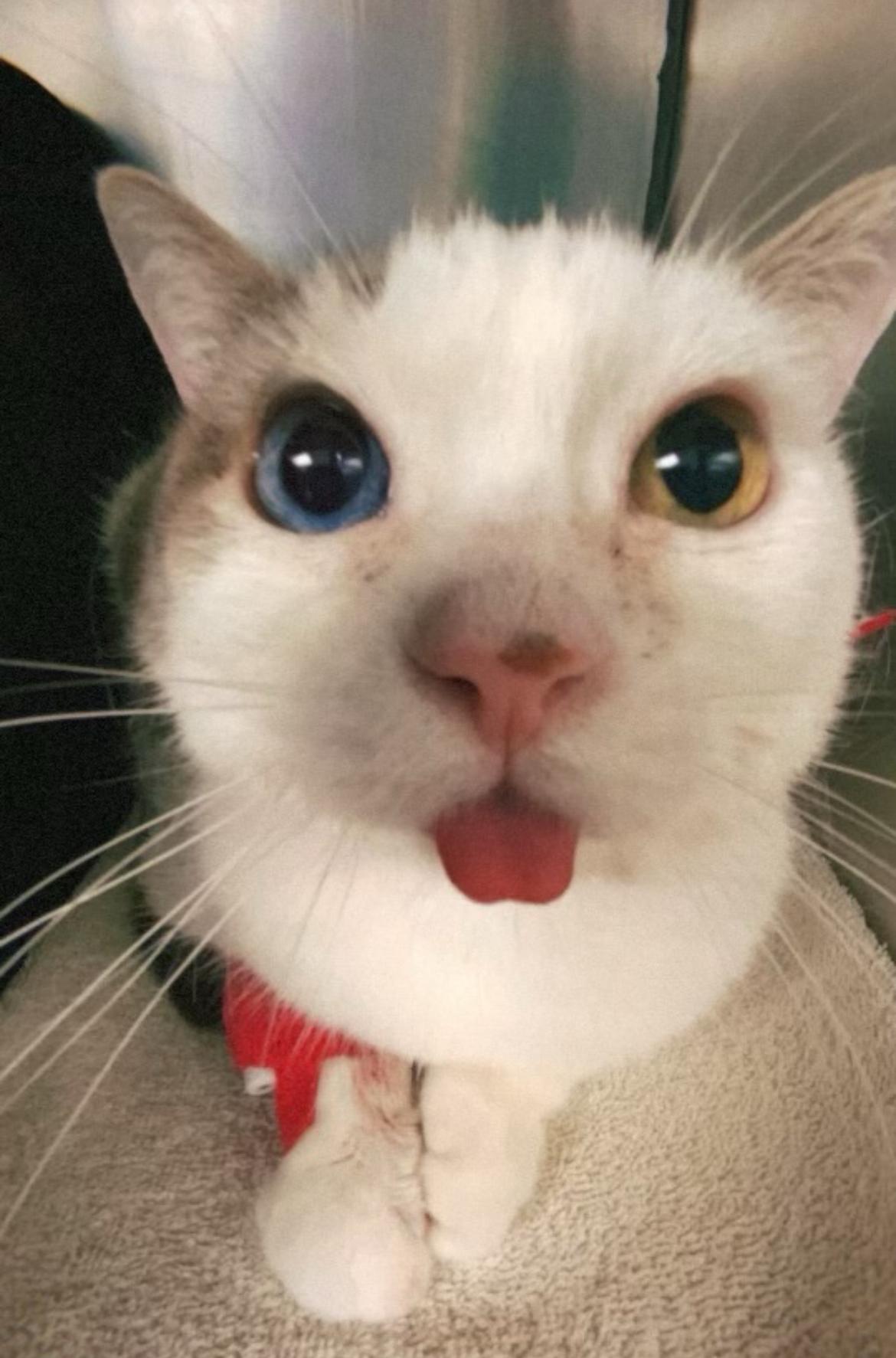 Enlarge Mila, a Adoptable Domestic Short Hair in Tampa, FL image 1/1