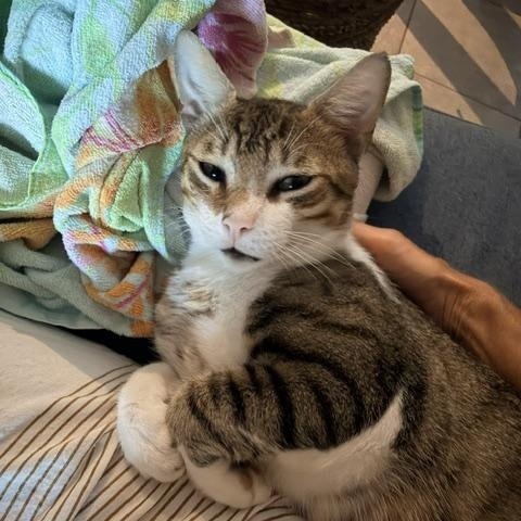 Floyd - playful and affectionate, a ADOPTABLE Domestic Short Hair in Boulder, CO image 2/6