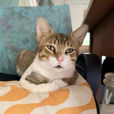 Floyd - playful and affectionate, a ADOPTABLE Domestic Short Hair in Boulder, CO image 3/6