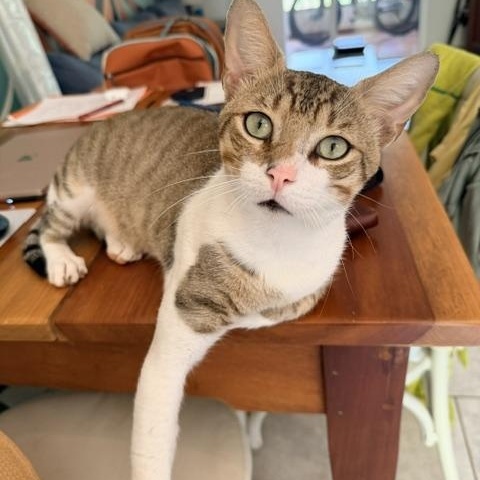 Floyd - playful and affectionate, a ADOPTABLE Domestic Short Hair in Boulder, CO image 1/6