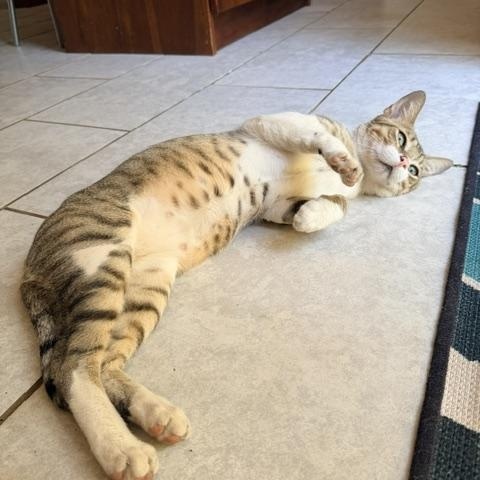 Floyd - playful and affectionate, a ADOPTABLE Domestic Short Hair in Boulder, CO image 4/6