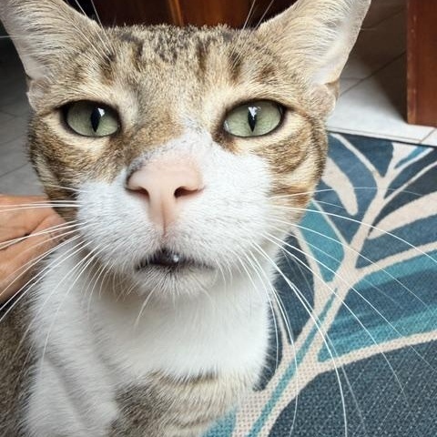 Floyd - playful and affectionate, a ADOPTABLE Domestic Short Hair in Boulder, CO image 5/6
