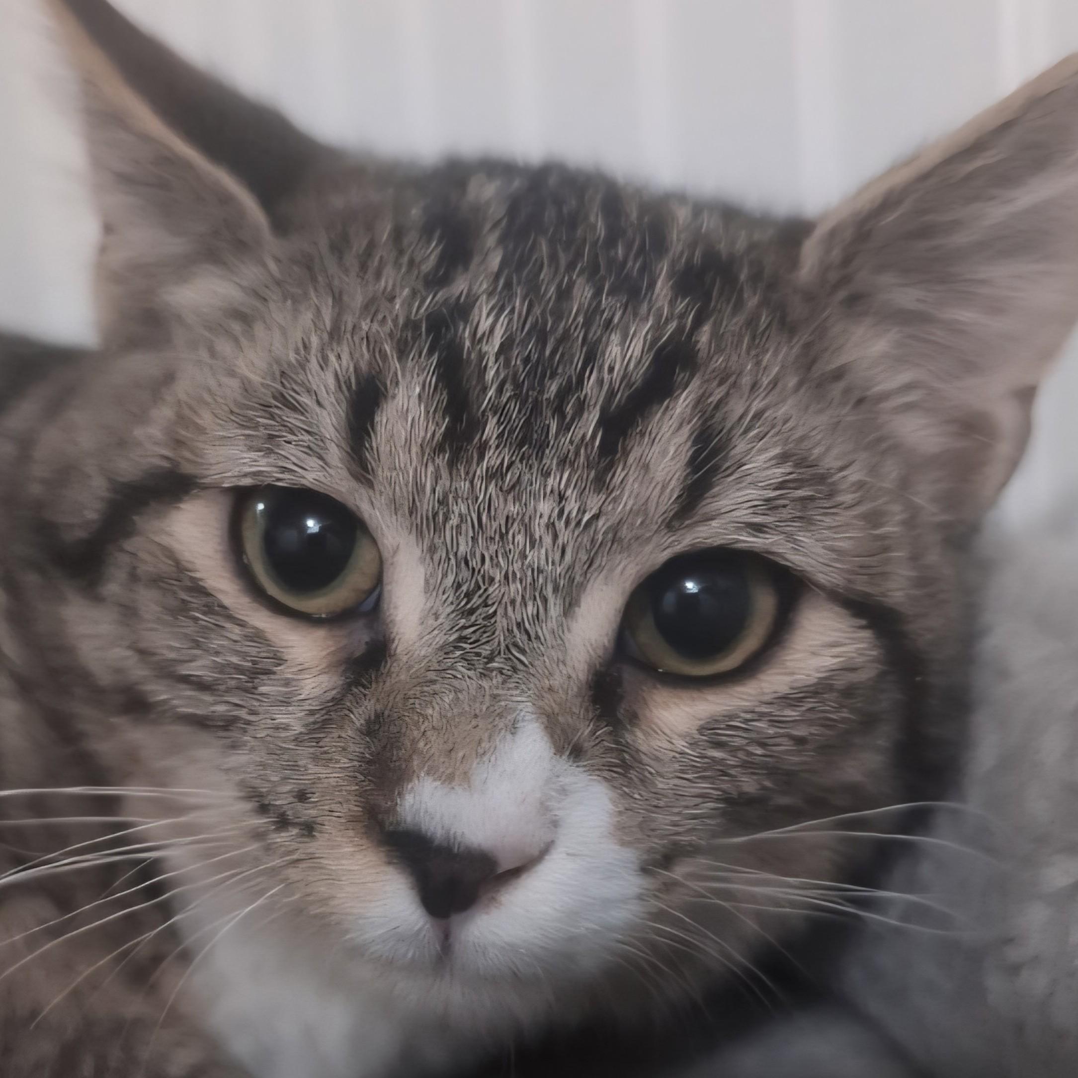 Nod, Adopted, Young Male Domestic Short Hair.