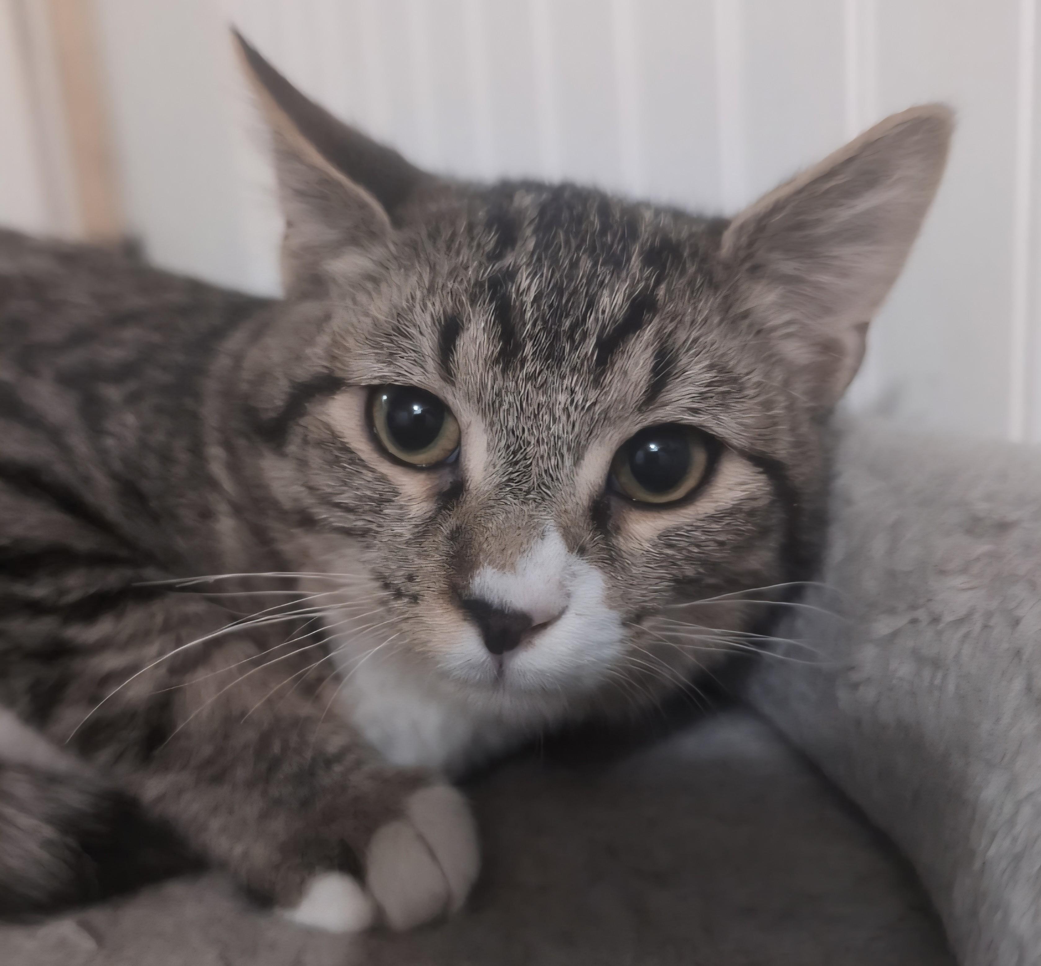 Enlarge Nod, a Adopted mixed breed in Buhl, ID image 4/4