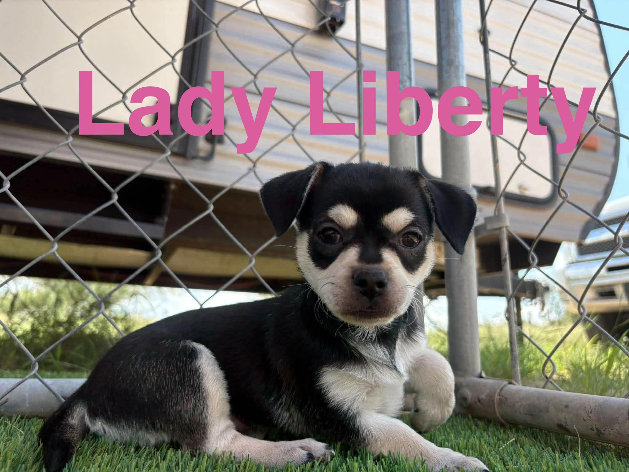 Liberty, ADOPTABLE, Puppy Female Chug.