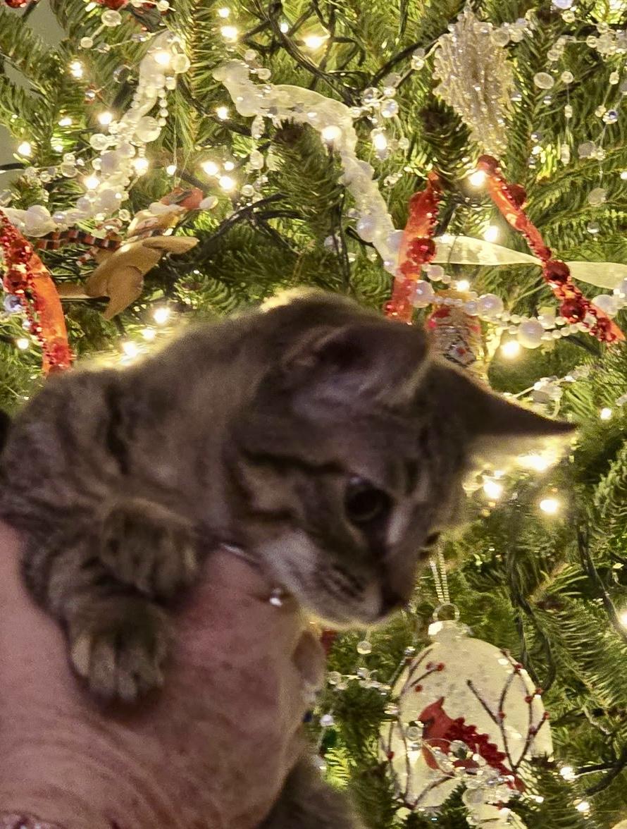 Enlarge Iris, an adoptable mixed breed in Waxhaw, NC image 3/3