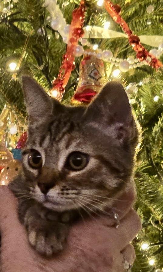 Enlarge Iris, an adoptable mixed breed in Waxhaw, NC image 1/3