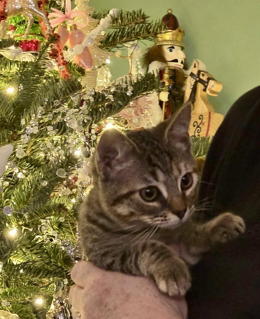 Enlarge Iris, an adoptable mixed breed in Waxhaw, NC image 2/3