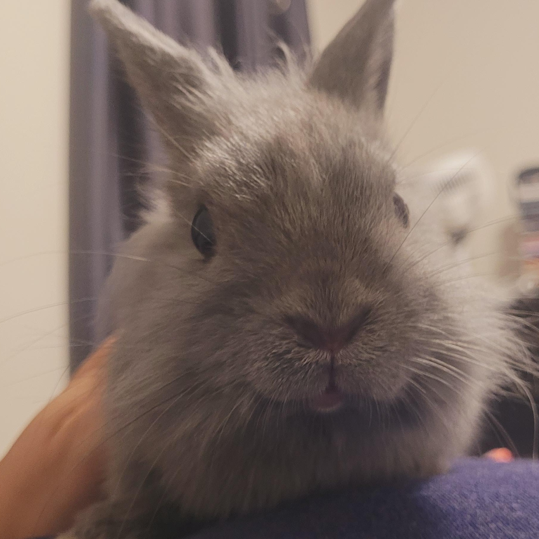 Enlarge Dusty, a Adopted Bunny Rabbit in Cambridge, ON image 1/4