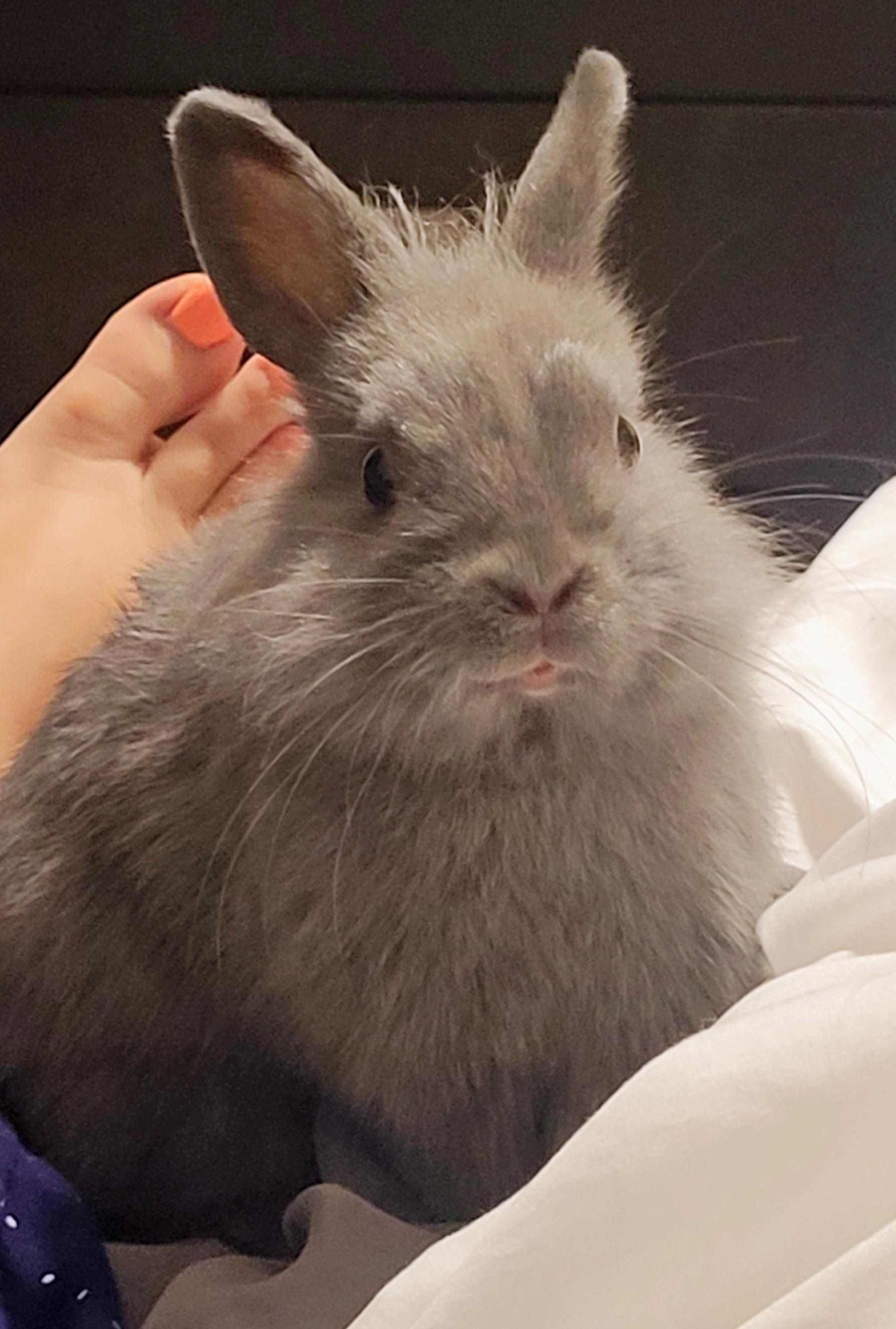 Enlarge Dusty, a Adopted Bunny Rabbit in Cambridge, ON image 2/4