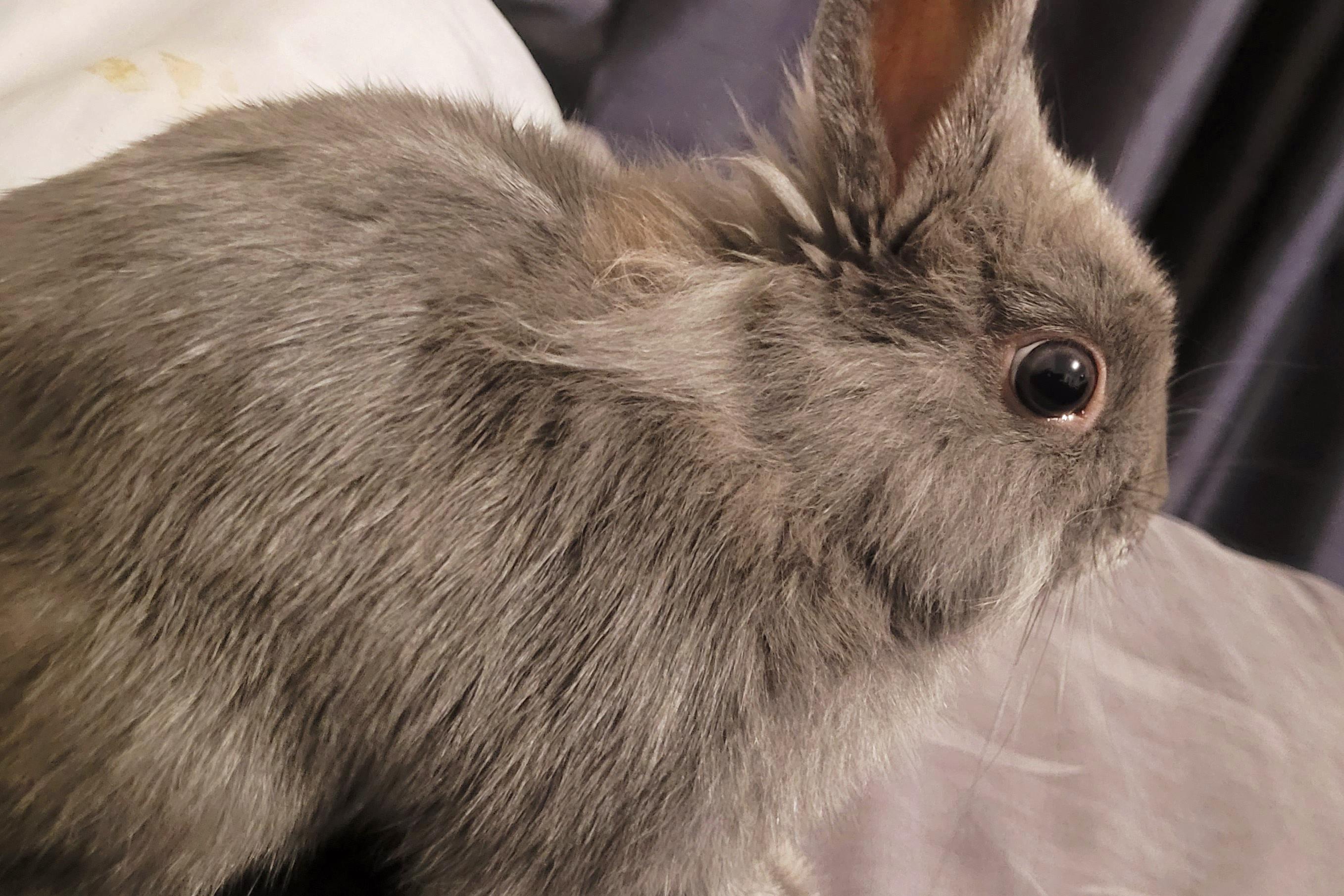Enlarge Dusty, a Adopted Bunny Rabbit in Cambridge, ON image 4/4