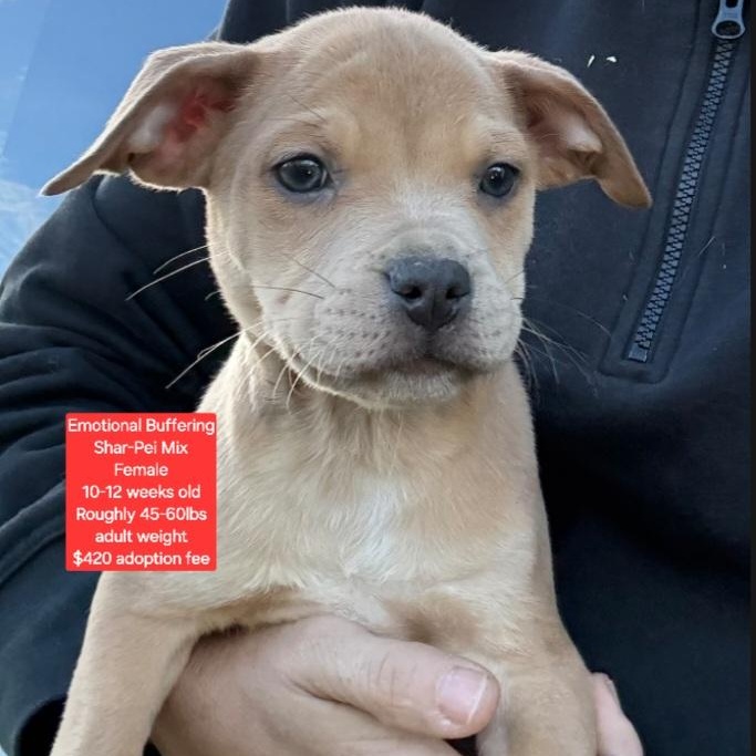 Emotional Buffering, ADOPTABLE, Puppy Female Shar-Pei.