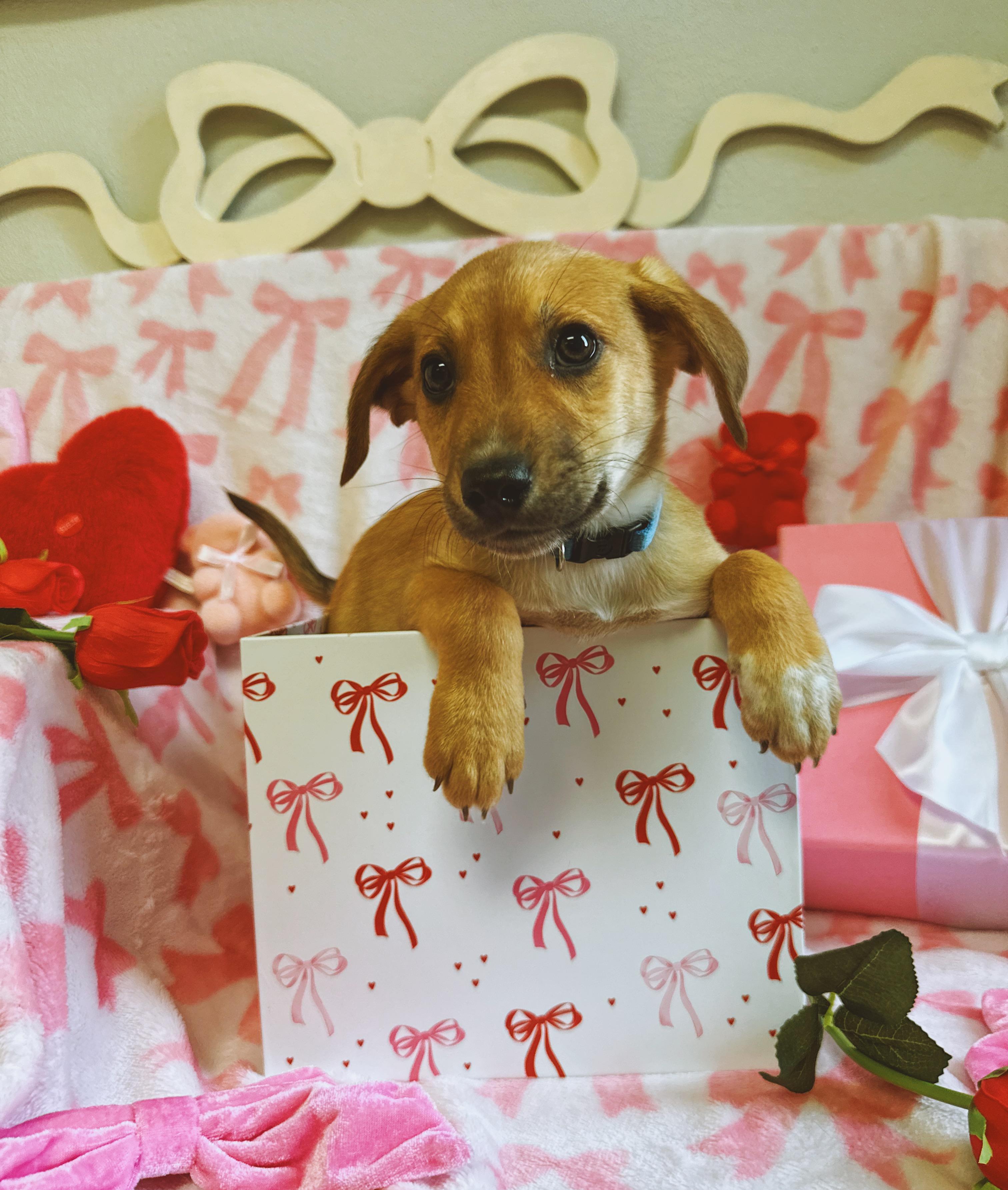 Enlarge Friedrich , an adopted mixed breed in Hays, KS image 3/6