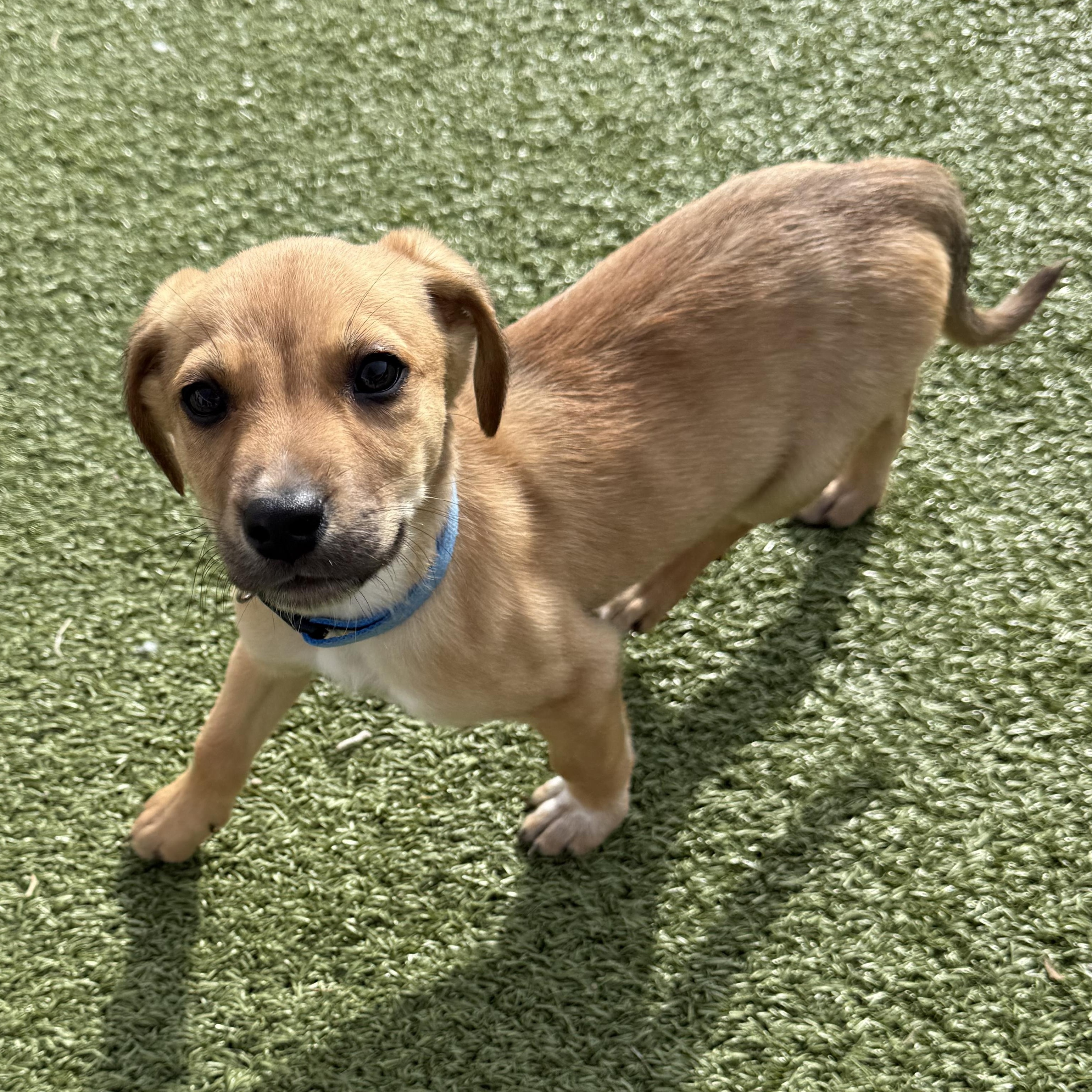 Enlarge Friedrich , an adopted mixed breed in Hays, KS image 6/6