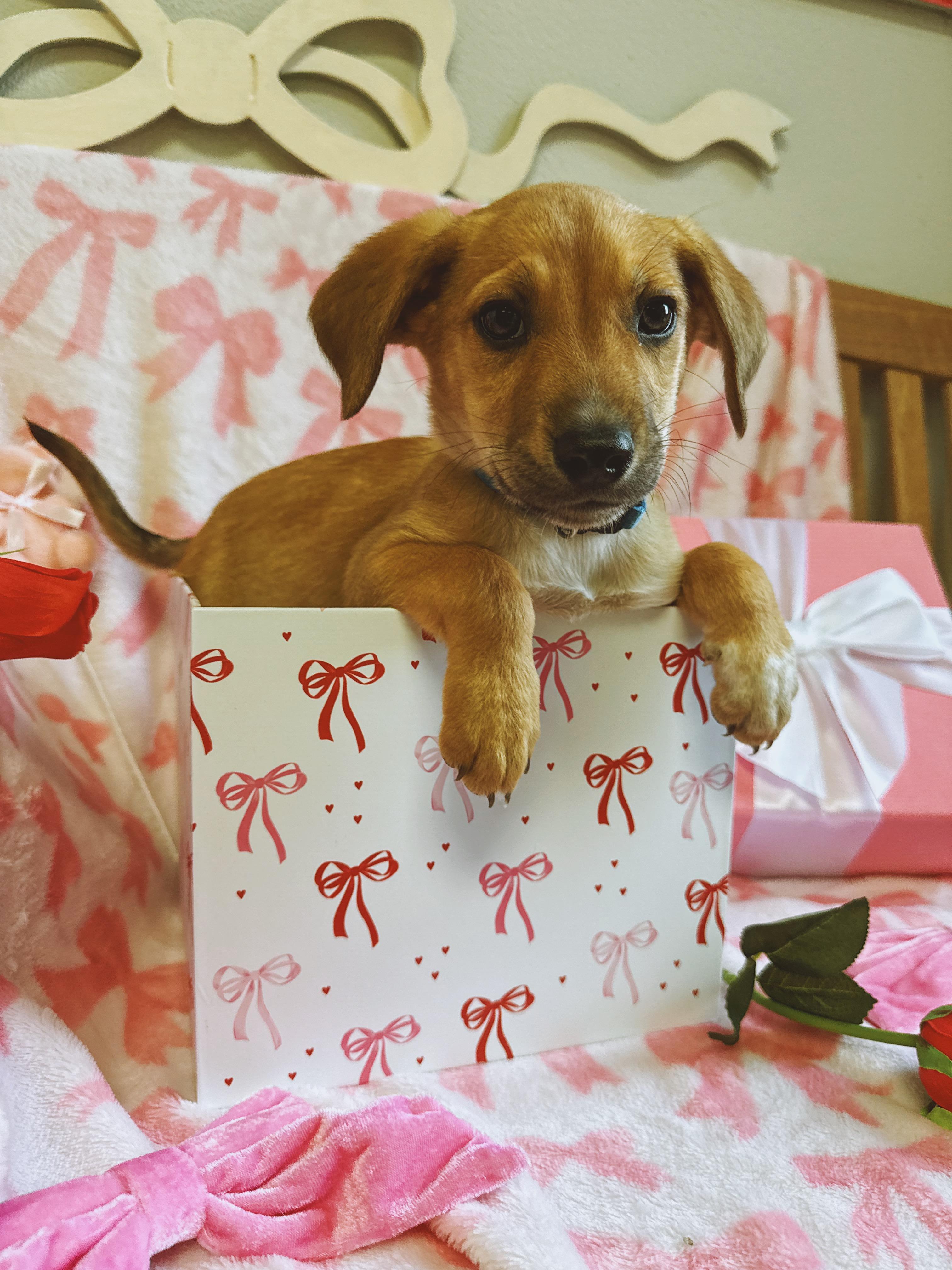 Friedrich , adopted, Puppy Male Australian Cattle Dog / Blue Heeler & Coonhound.