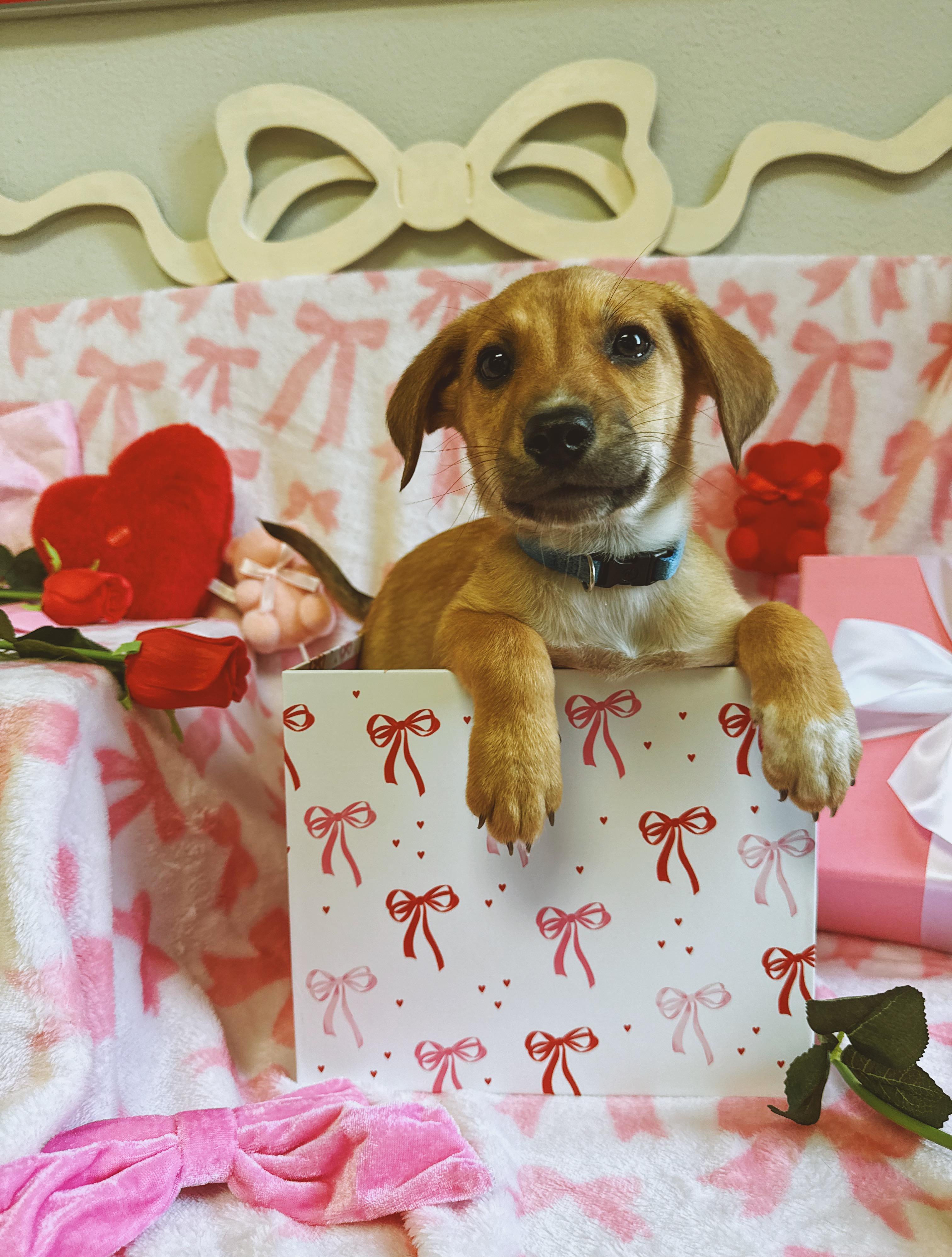 Enlarge Friedrich , an adopted mixed breed in Hays, KS image 5/6