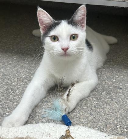 Enlarge Banana Split, a Adoptable mixed breed in Wheaton, IL image 1/3