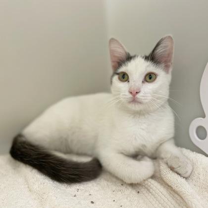 Enlarge Banana Split, a Adoptable mixed breed in Wheaton, IL image 2/3