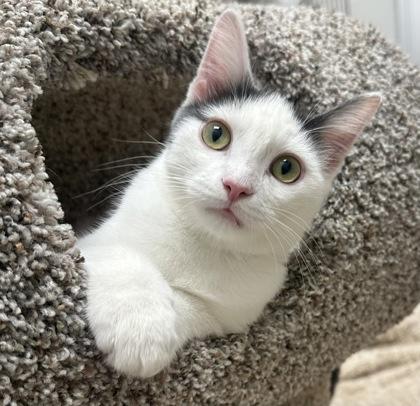 Enlarge Banana Split, a Adoptable mixed breed in Wheaton, IL image 3/3