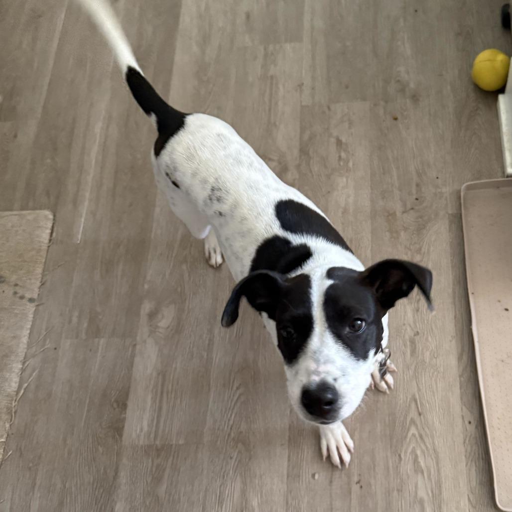 Enlarge Alise, a Adoptable mixed breed in Wilmington, DE image 1/6