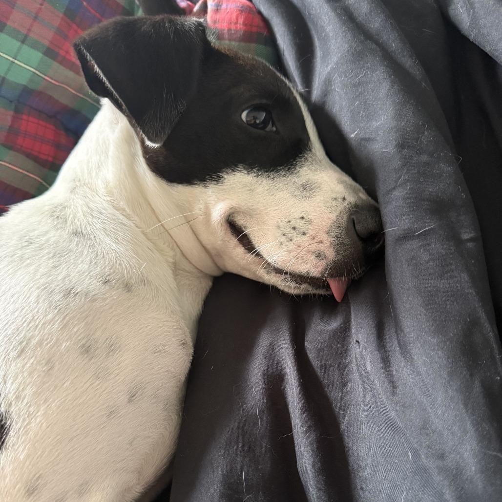 Enlarge Alise, a Adoptable mixed breed in Wilmington, DE image 2/6