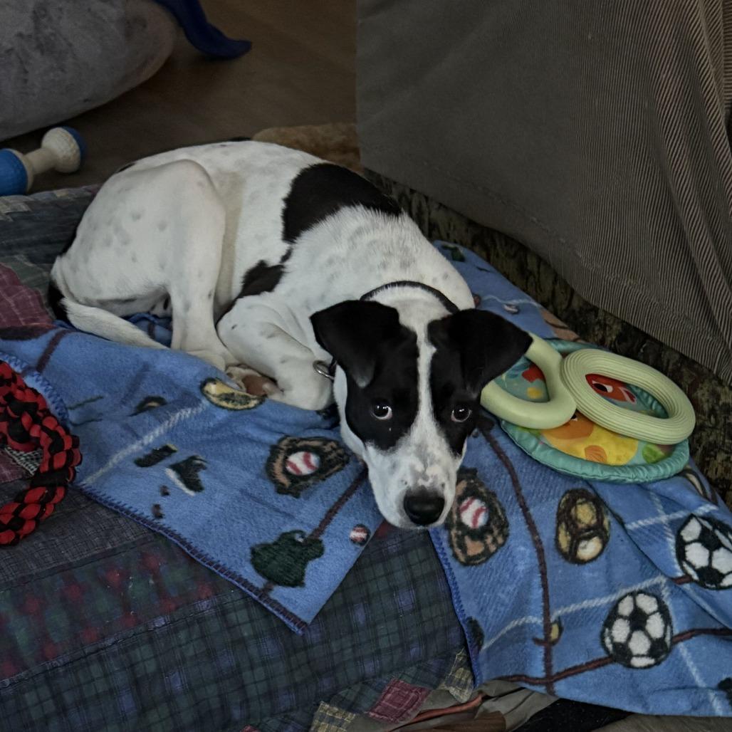 Enlarge Alise, a Adoptable mixed breed in Wilmington, DE image 3/6
