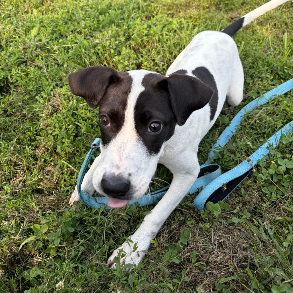 Enlarge Alise, a Adoptable mixed breed in Wilmington, DE image 4/6