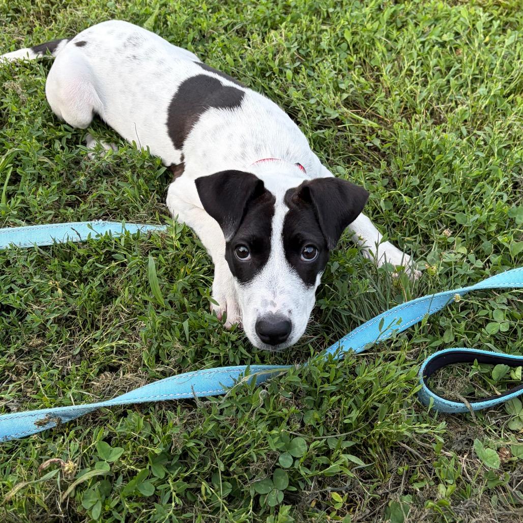 Enlarge Alise, a Adoptable mixed breed in Wilmington, DE image 5/6