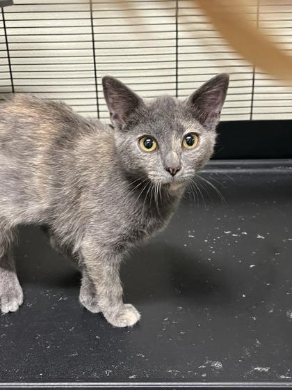 Tangie, Adopted, Young Female American Shorthair.