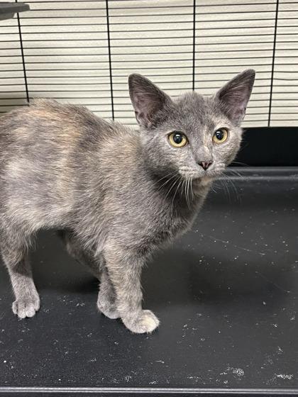 Enlarge Tangie, a Adopted American Shorthair in Cashiers, NC image 2/2