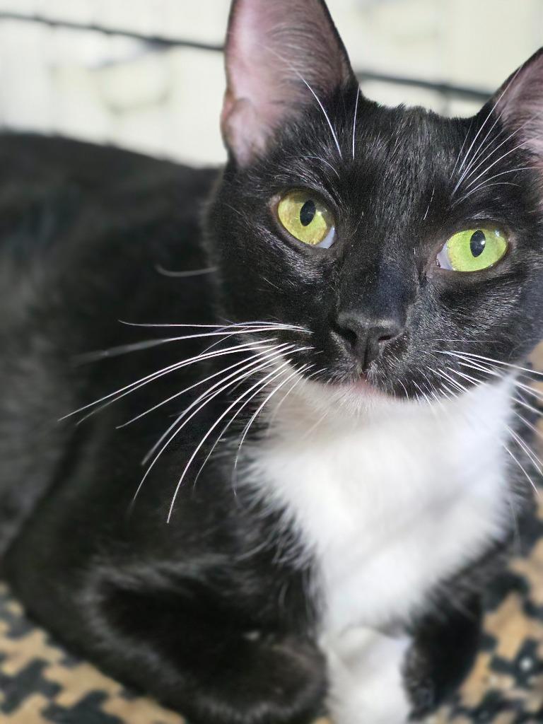 Enlarge Starla, a Adopted mixed breed in Minot, ND image 1/1