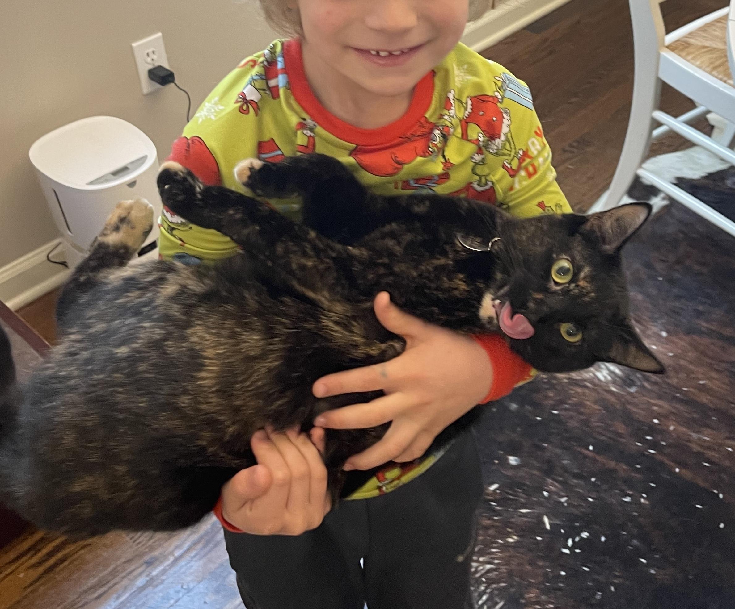 Riely, adopted, Adult Female Domestic Medium Hair.