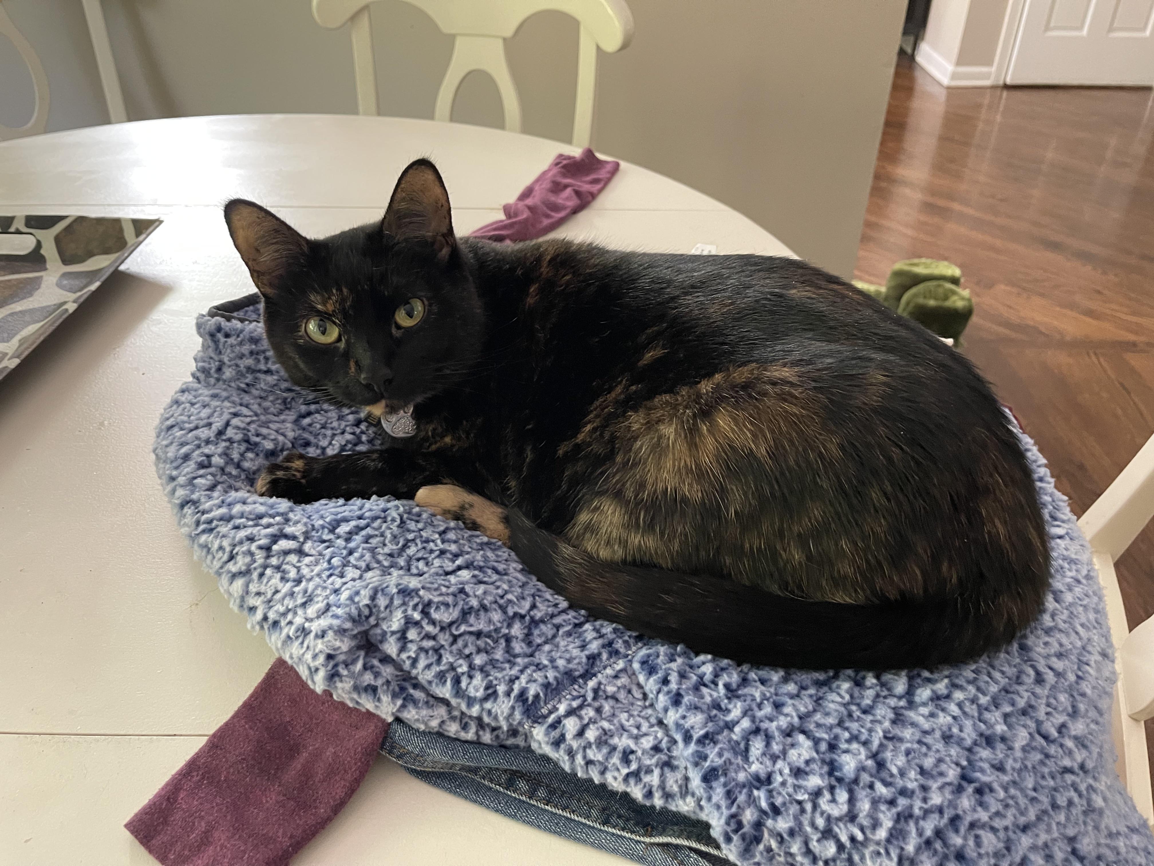 Enlarge Riely, an adopted mixed breed in Ridgefield, CT image 6/6