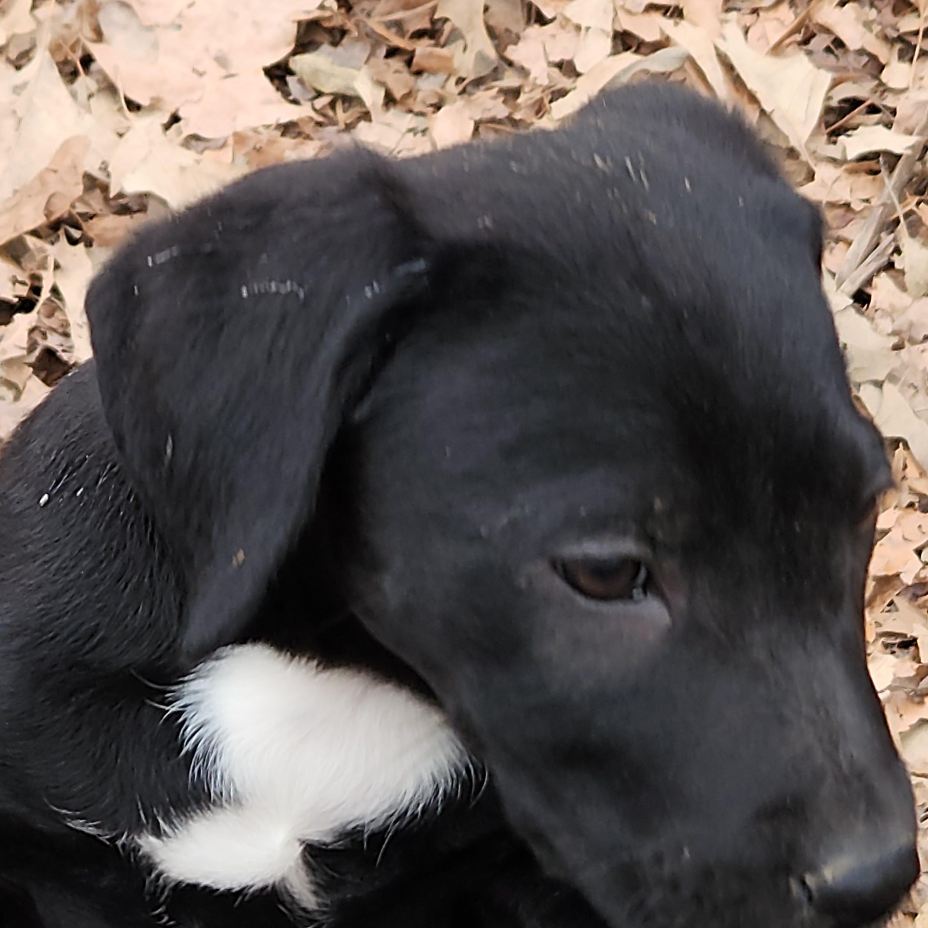 Enlarge Lumi, a ADOPTABLE mixed breed in Flintstone, GA image 2/4