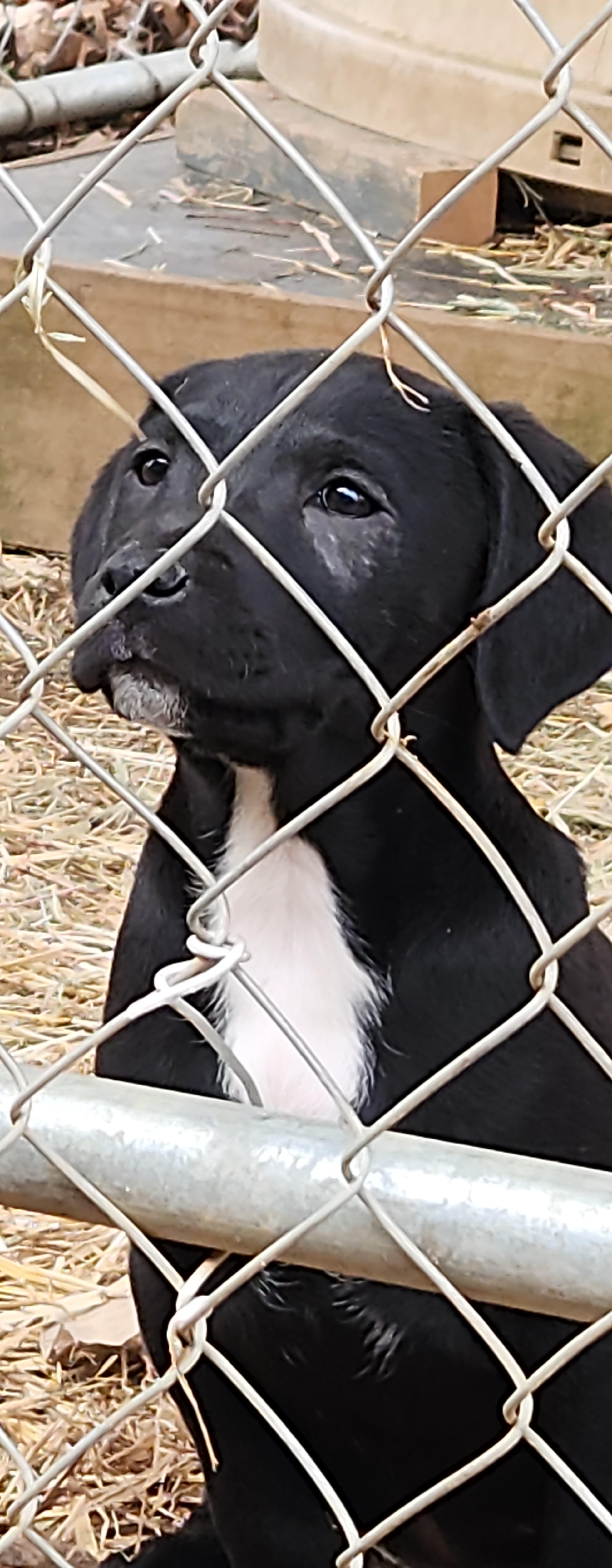 Enlarge Lumi, a ADOPTABLE mixed breed in Flintstone, GA image 3/4