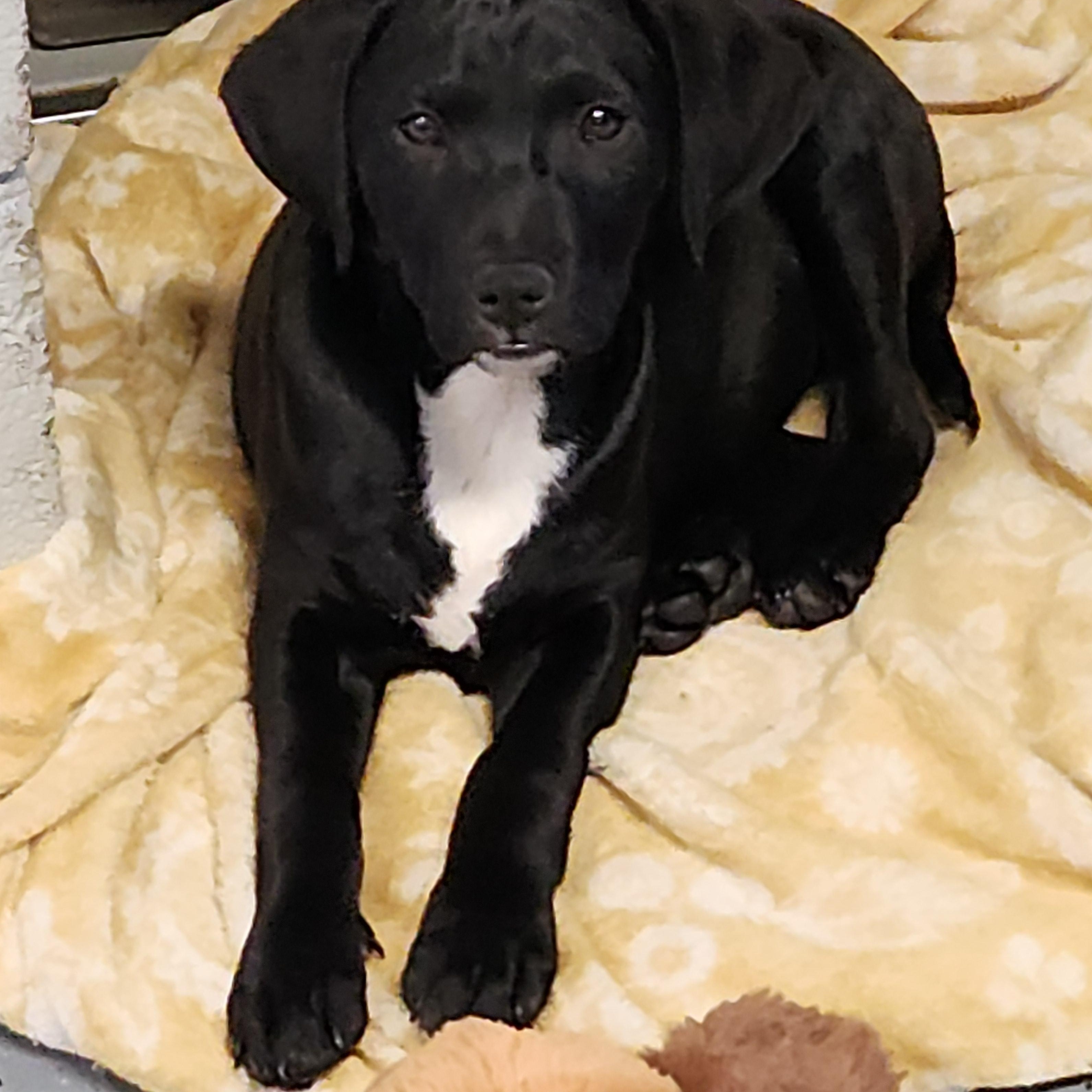 Lumi, a ADOPTABLE mixed breed in Flintstone, GA image 2/5