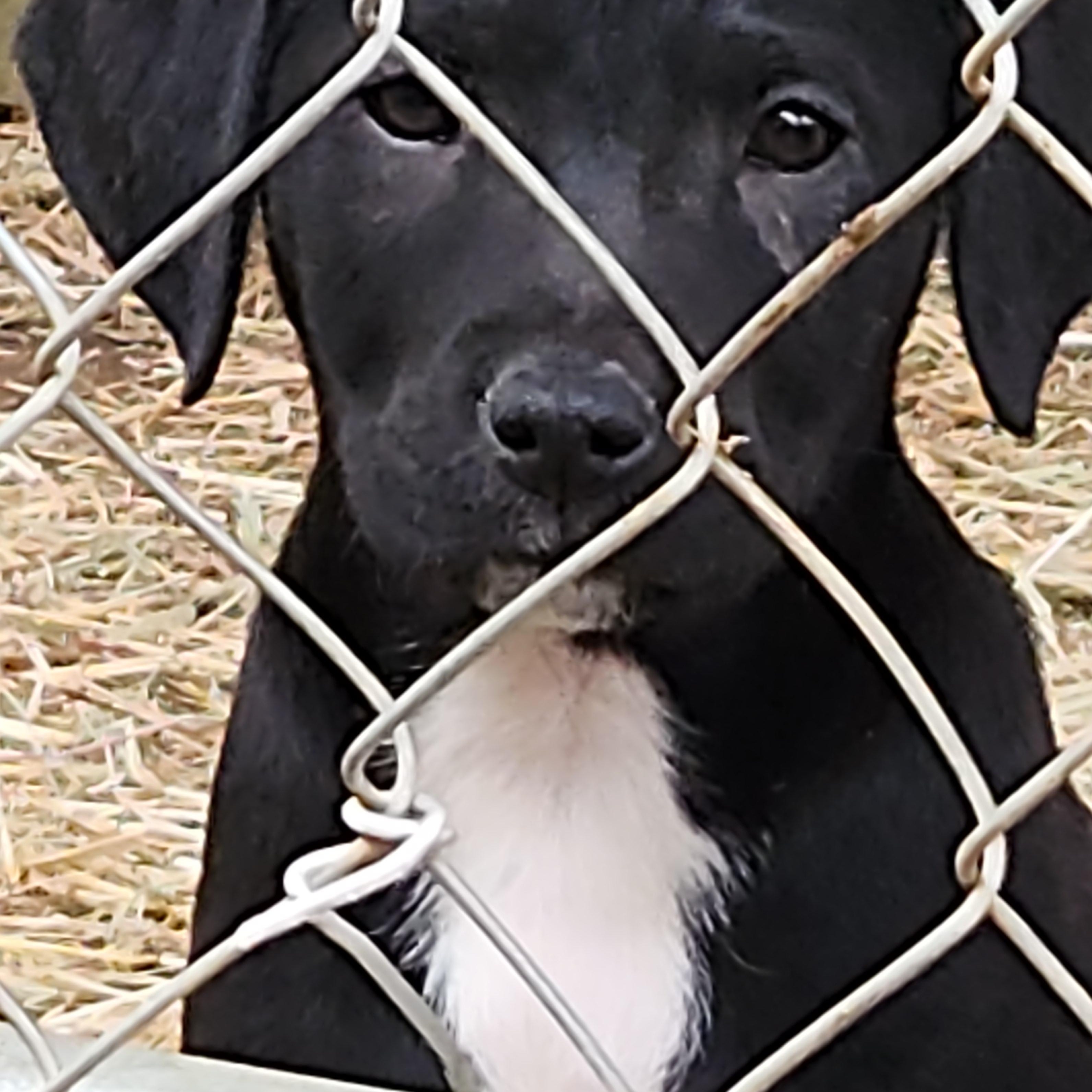 Enlarge Lumi, a ADOPTABLE mixed breed in Flintstone, GA image 1/4