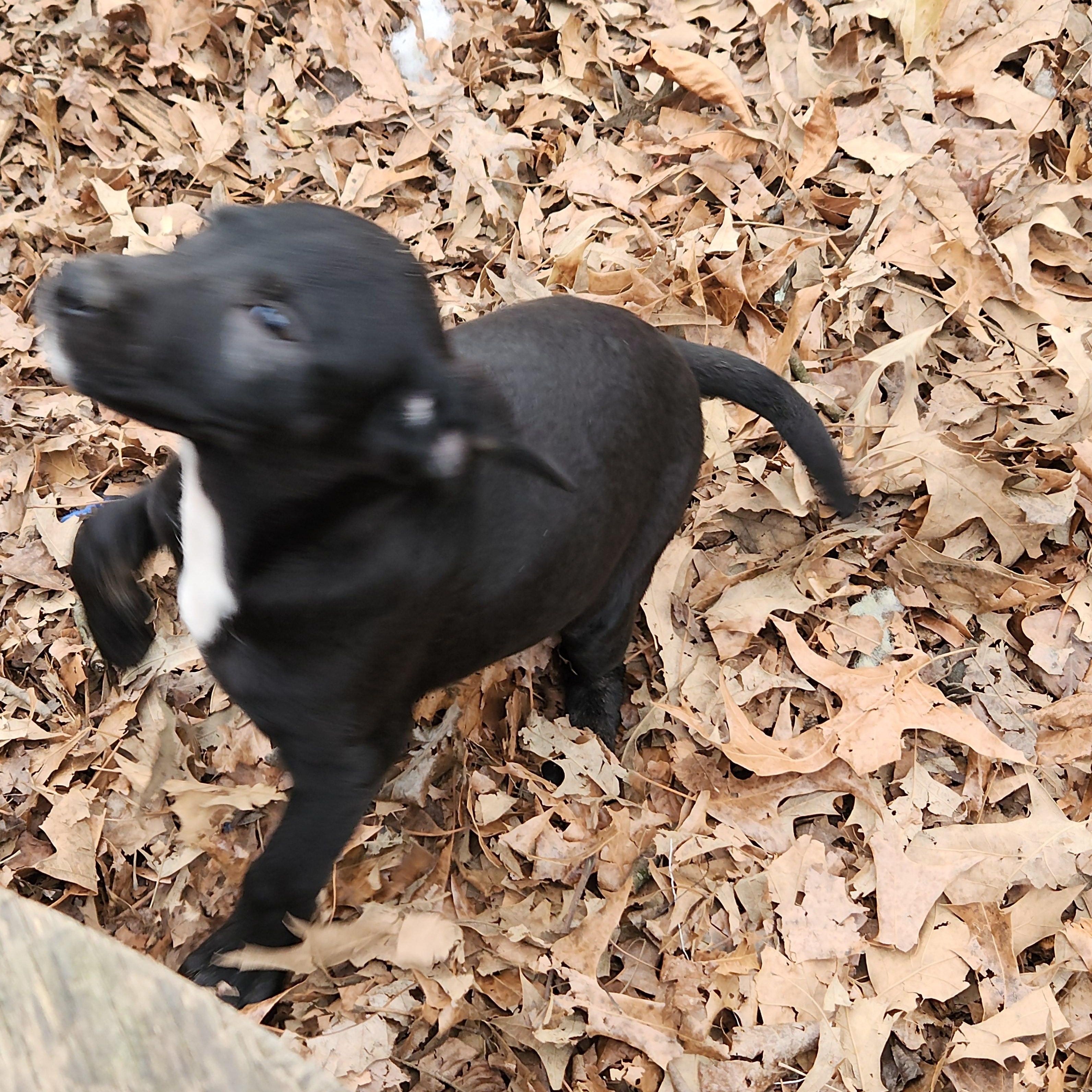 Enlarge Lumi, a ADOPTABLE mixed breed in Flintstone, GA image 4/4