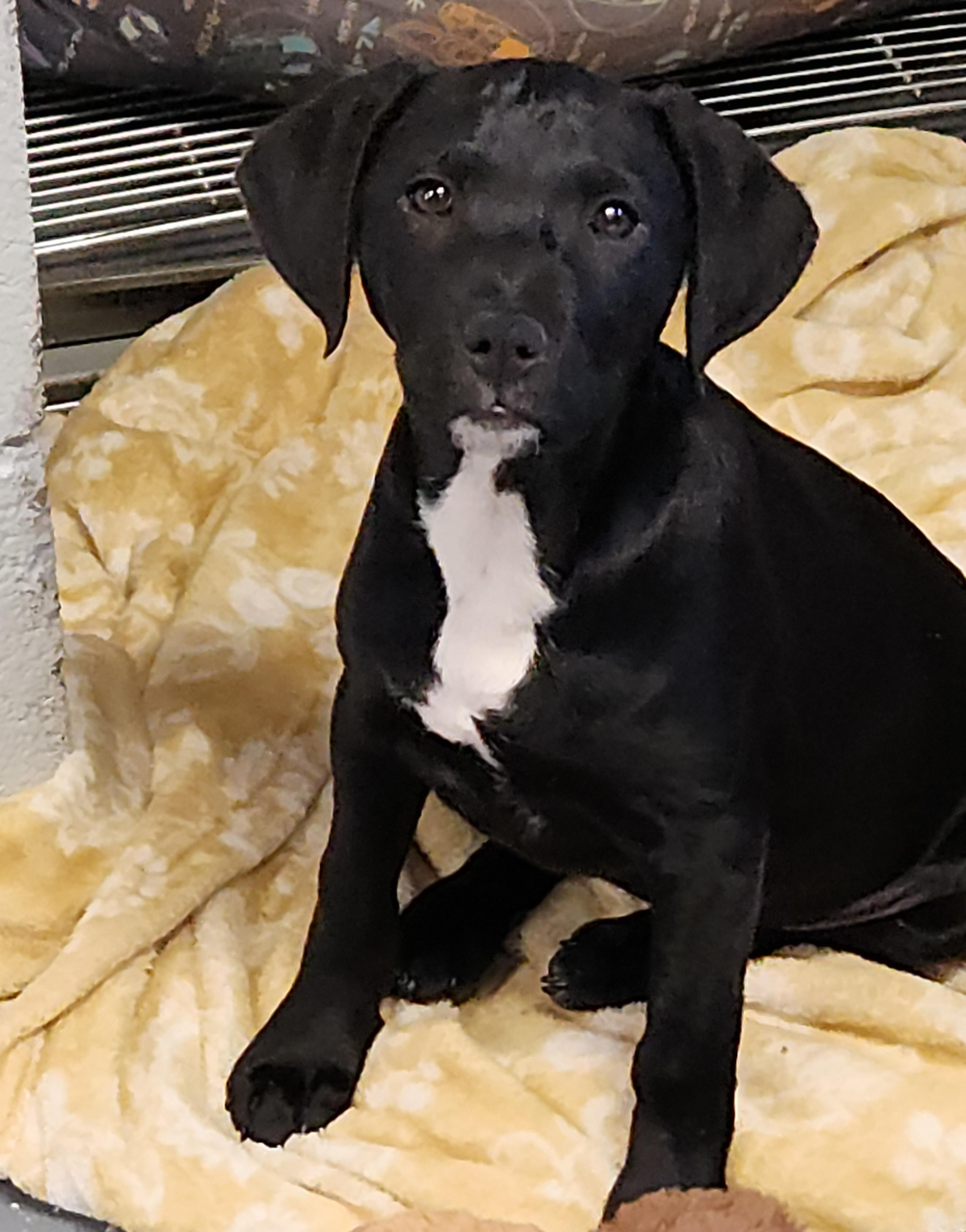 Lumi, a ADOPTABLE mixed breed in Flintstone, GA image 1/5