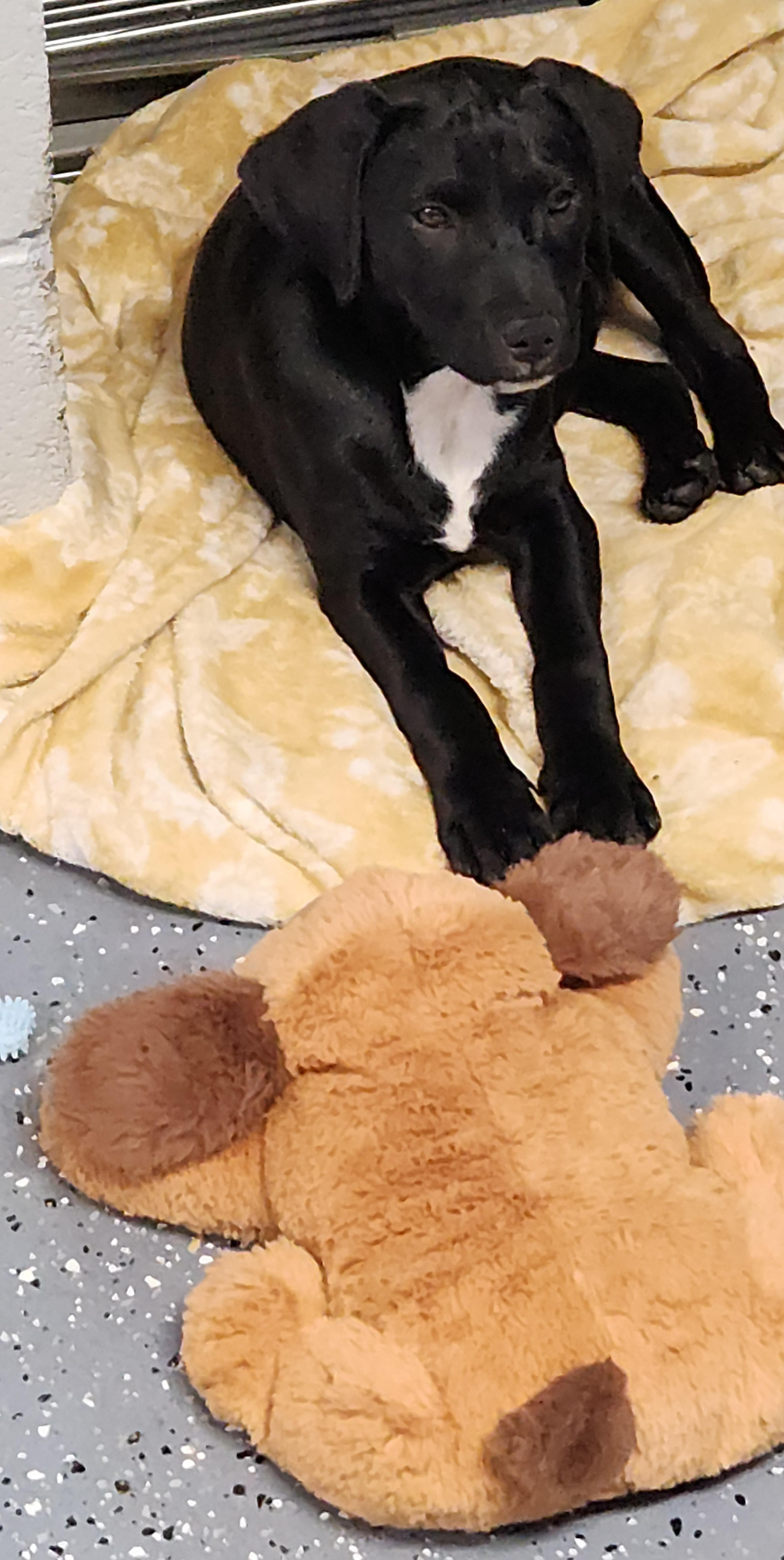 Lumi, a ADOPTABLE mixed breed in Flintstone, GA image 3/5