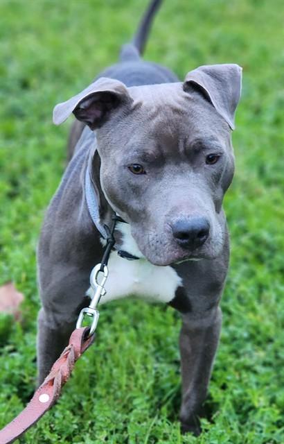 Enlarge BUBBA, a Adoptable Pit Bull Terrier in Fremont, CA image 1/1
