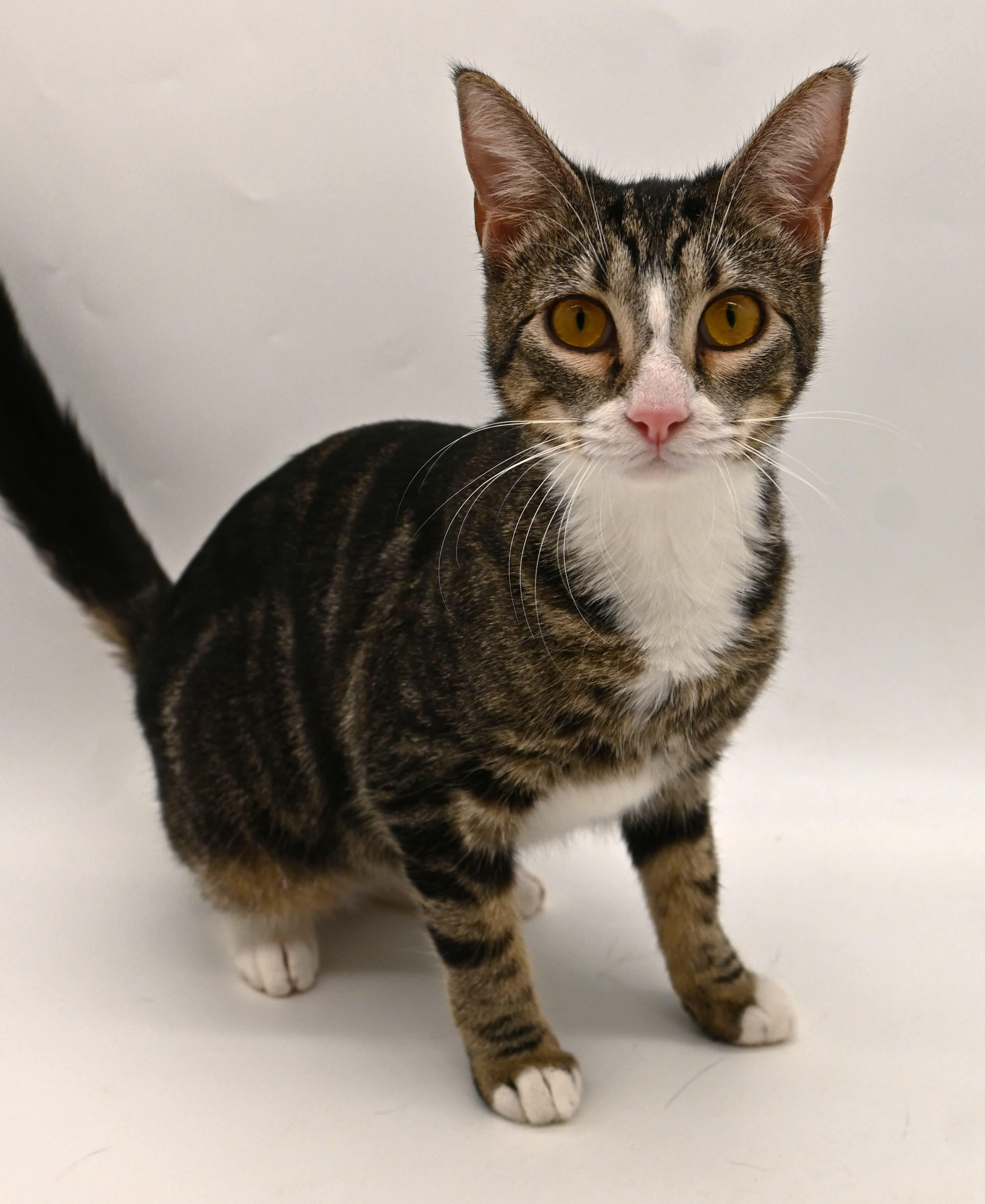 Enlarge Pattycake.  (loves children), a ADOPTABLE mixed breed in Farmington, CT image 3/6