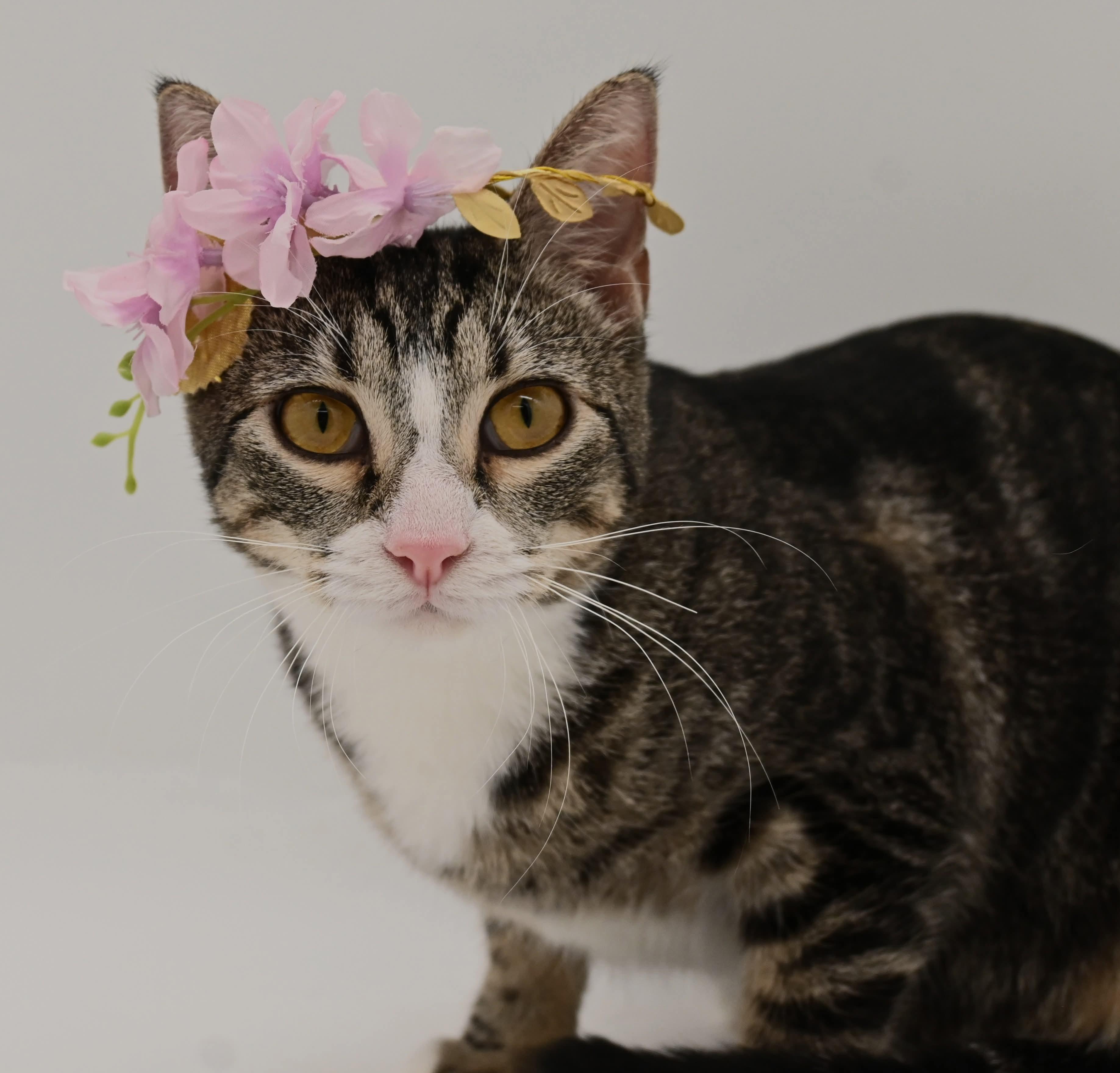 Enlarge Pattycake.  (loves children), a ADOPTABLE mixed breed in Farmington, CT image 2/6