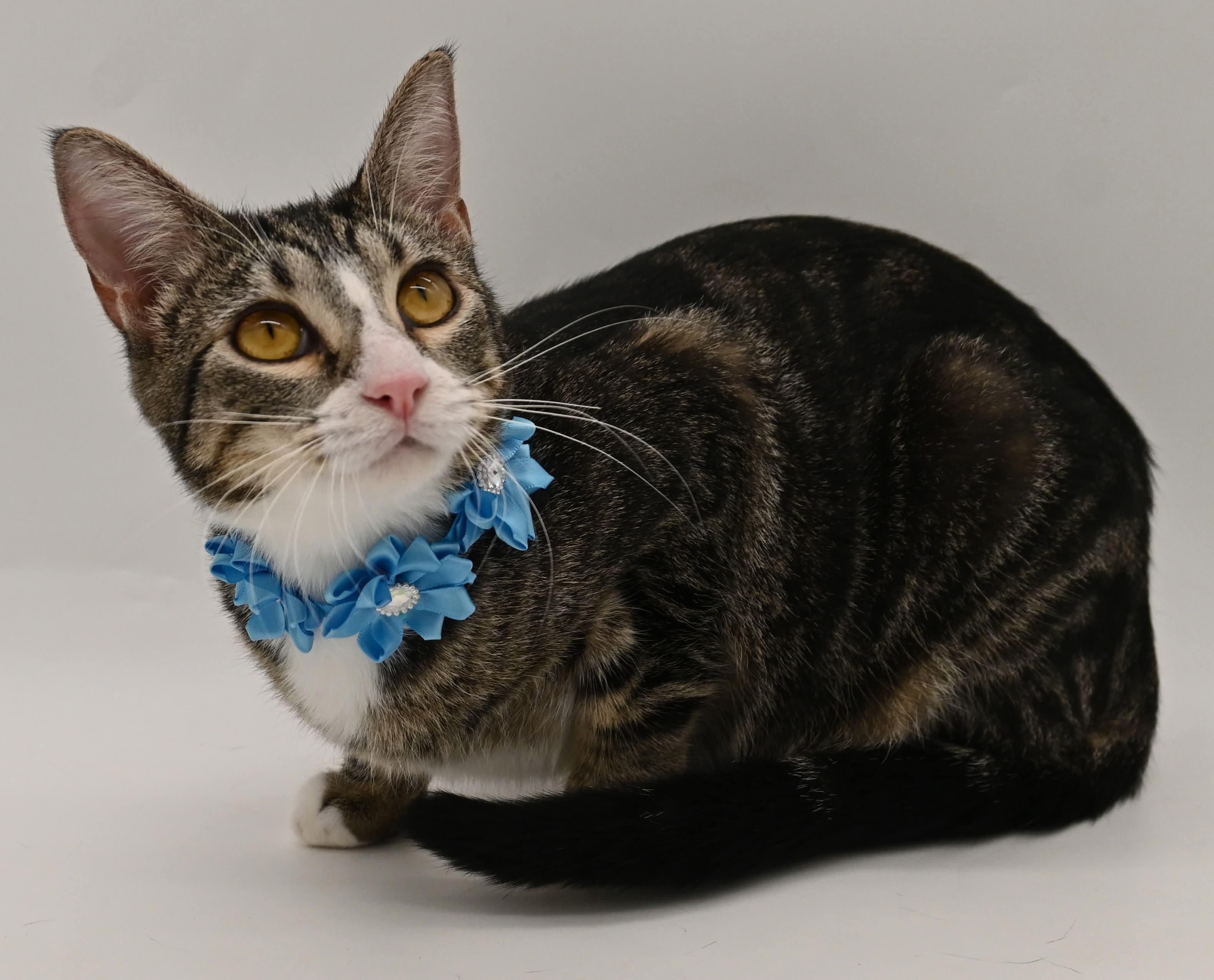 Pattycake.  (loves children), ADOPTABLE, Kitten Female Domestic Short Hair.