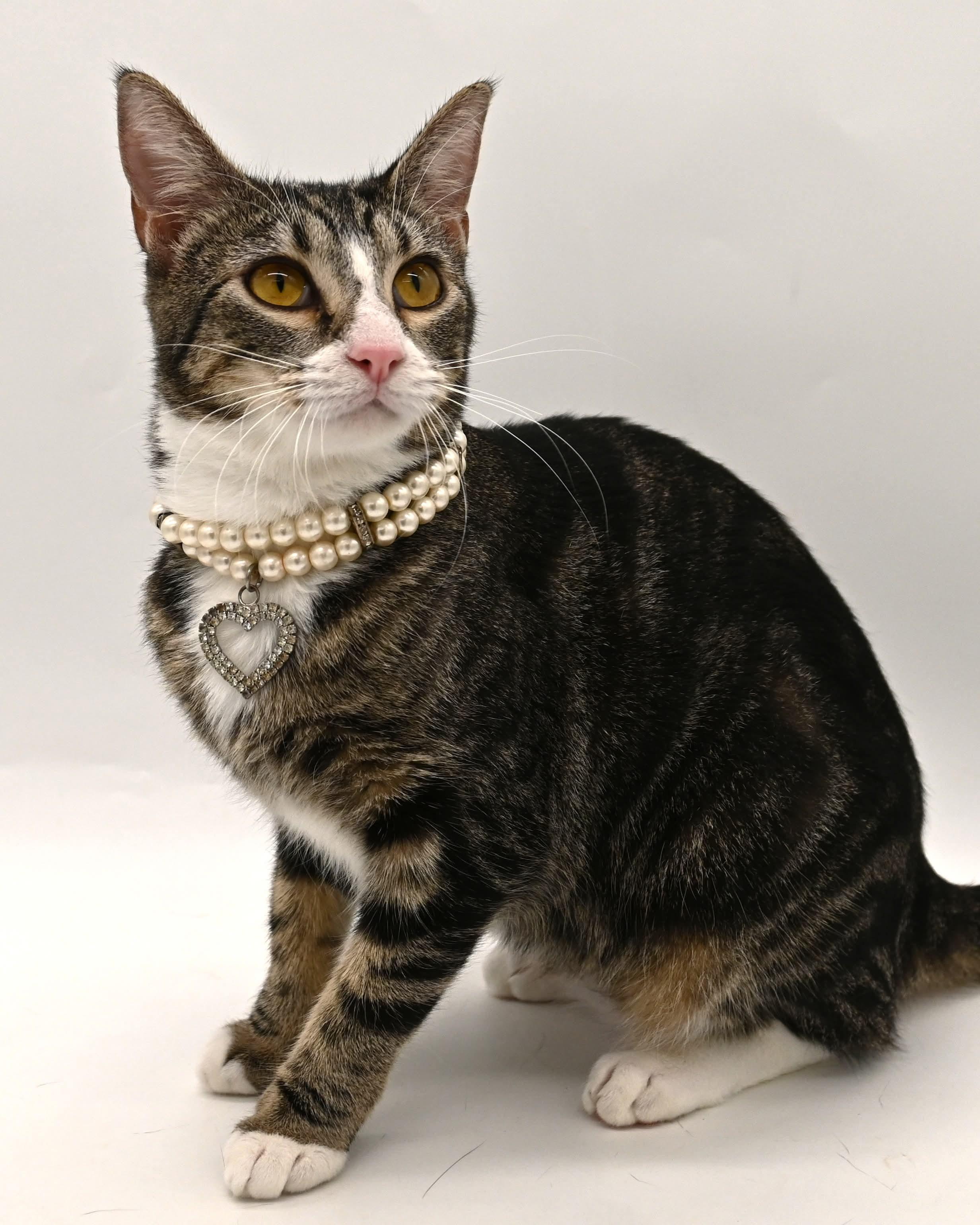 Enlarge Pattycake.  (loves children), a ADOPTABLE mixed breed in Farmington, CT image 4/6