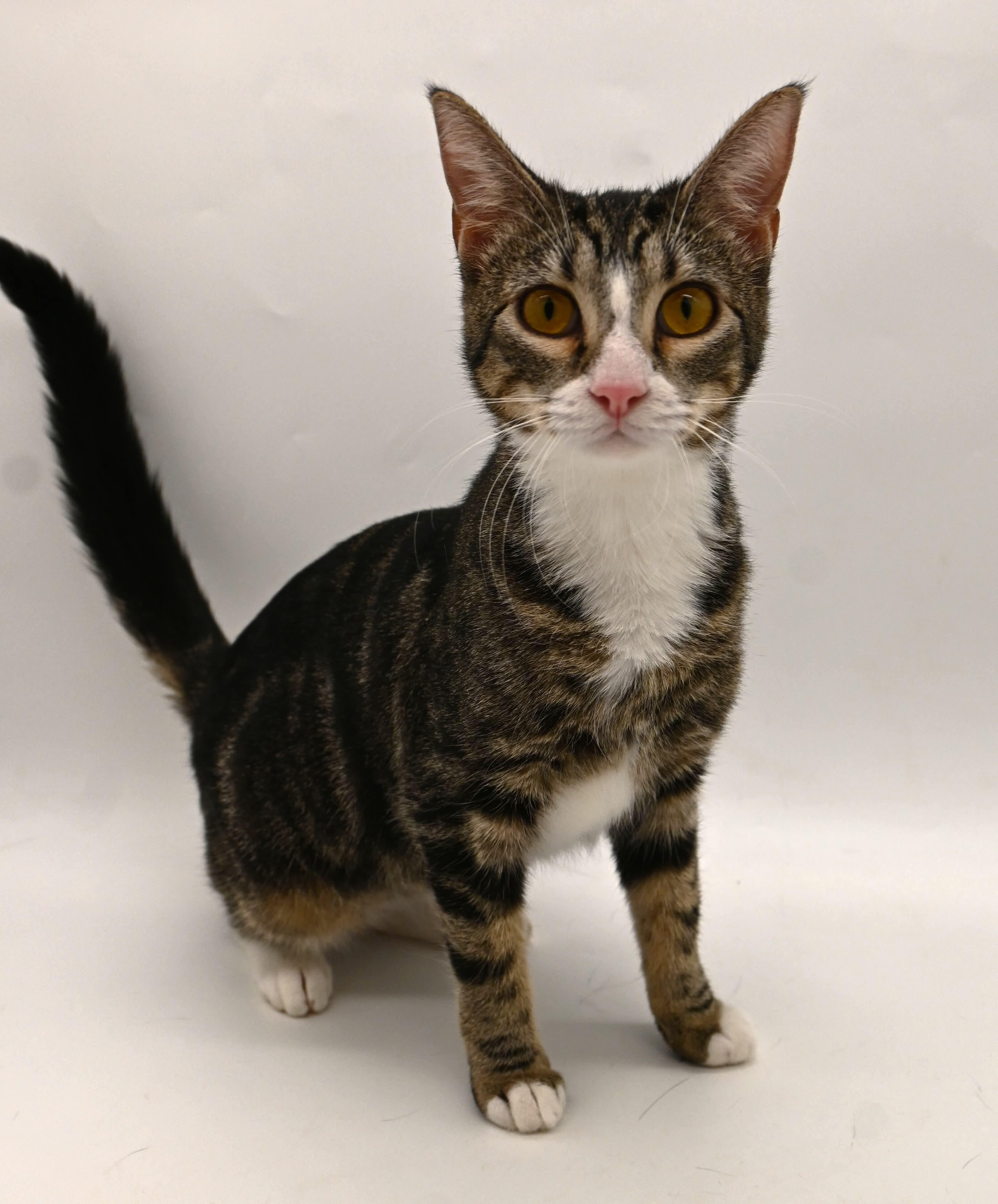 Enlarge Pattycake.  (loves children), a ADOPTABLE mixed breed in Farmington, CT image 5/6