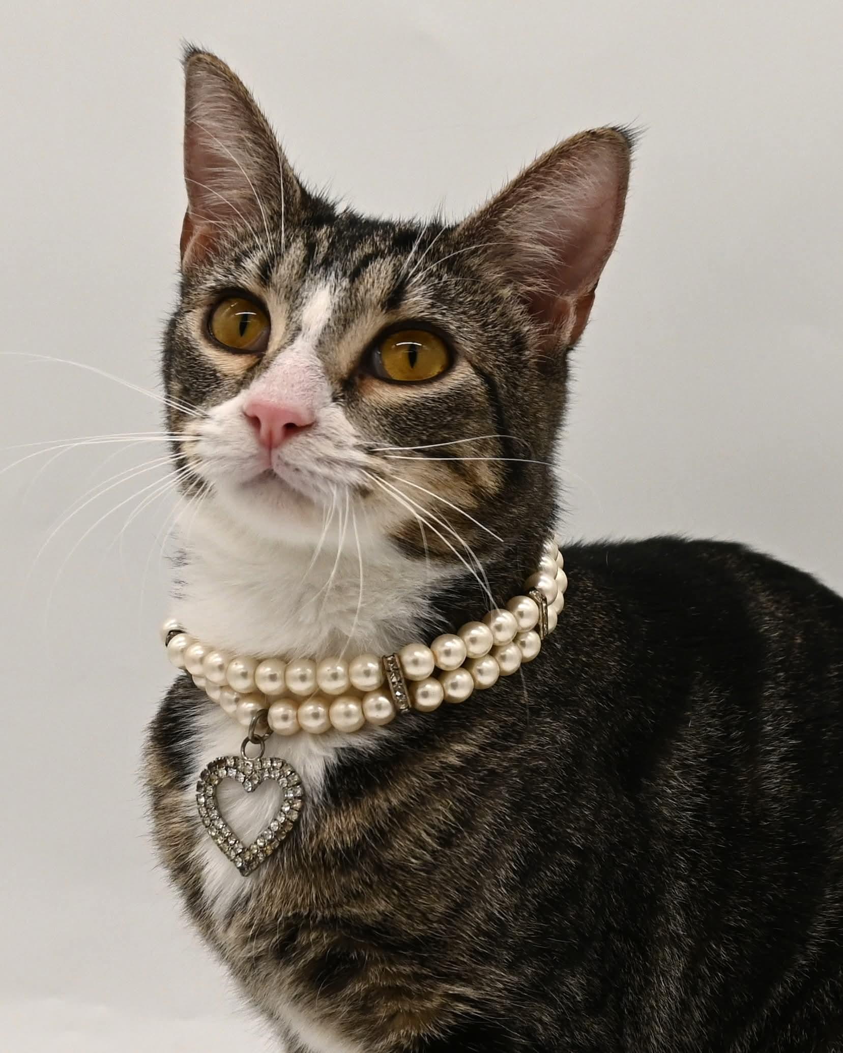 Enlarge Pattycake.  (loves children), a ADOPTABLE mixed breed in Farmington, CT image 6/6