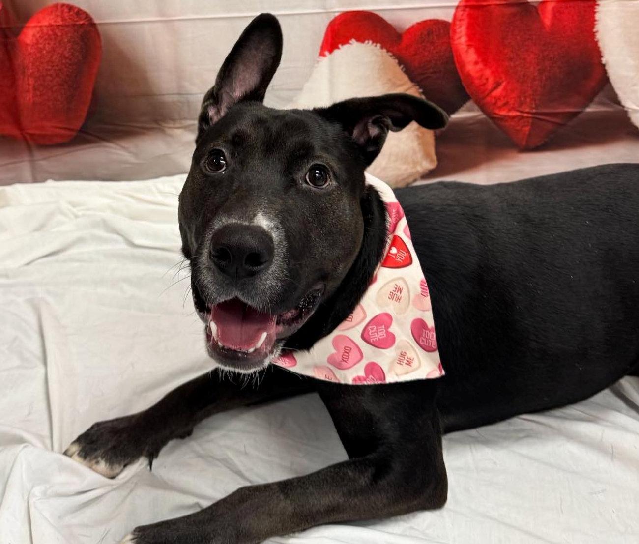 Rocky, ADOPTABLE, Young Male Pit Bull Terrier & Labrador Retriever.