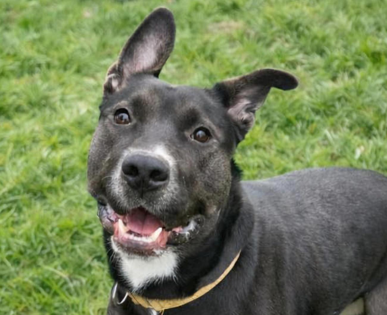 Enlarge Rocky, a ADOPTABLE mixed breed in Euclid, OH image 1/2