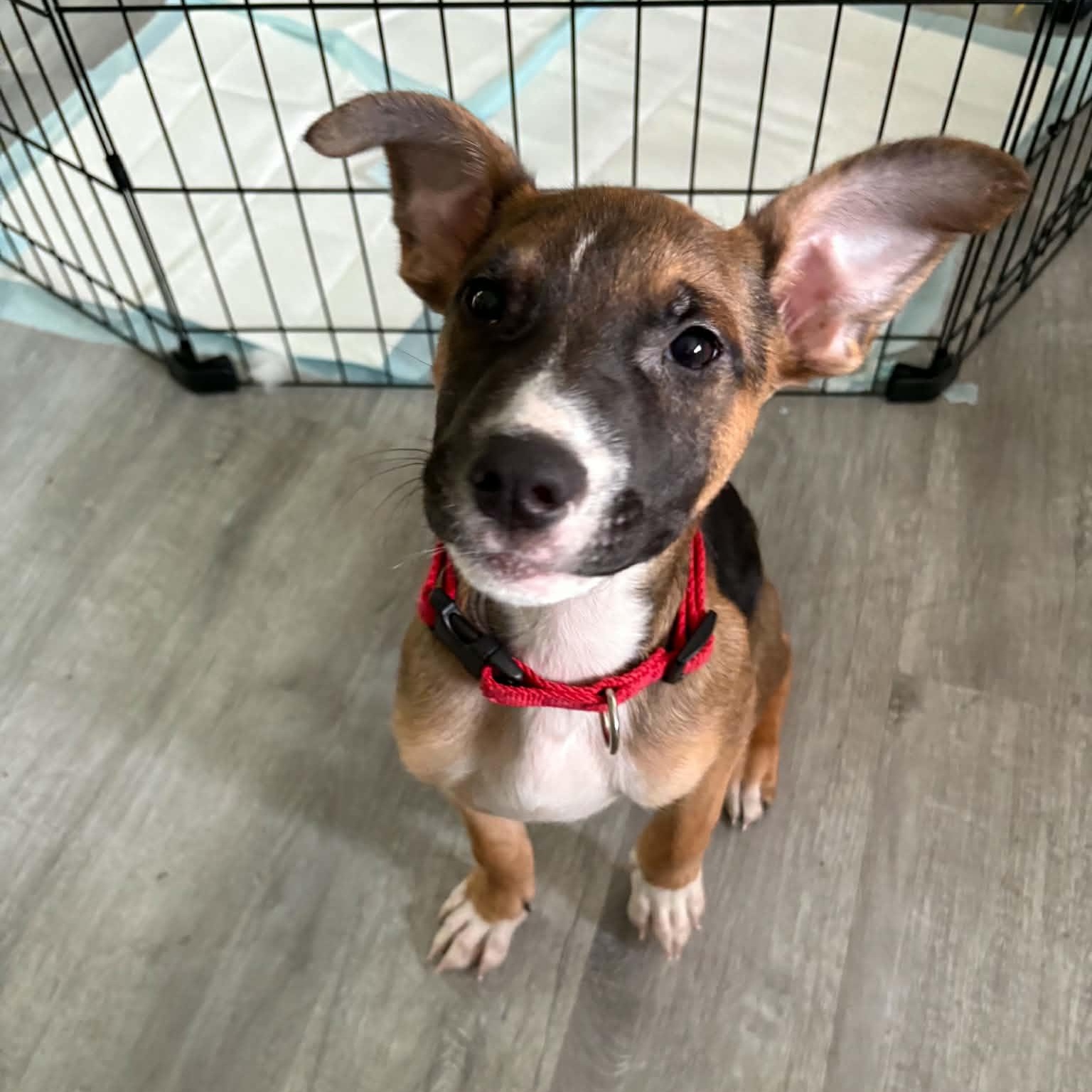 Gerry, an adopted mixed breed in Davisburg, MI image 1/3
